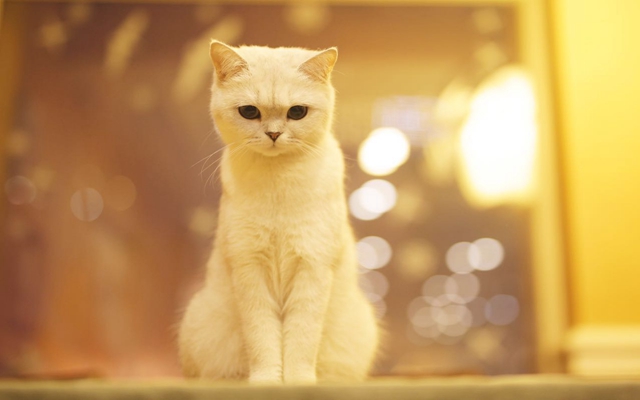 fire coffee 猫咪主题咖啡馆
