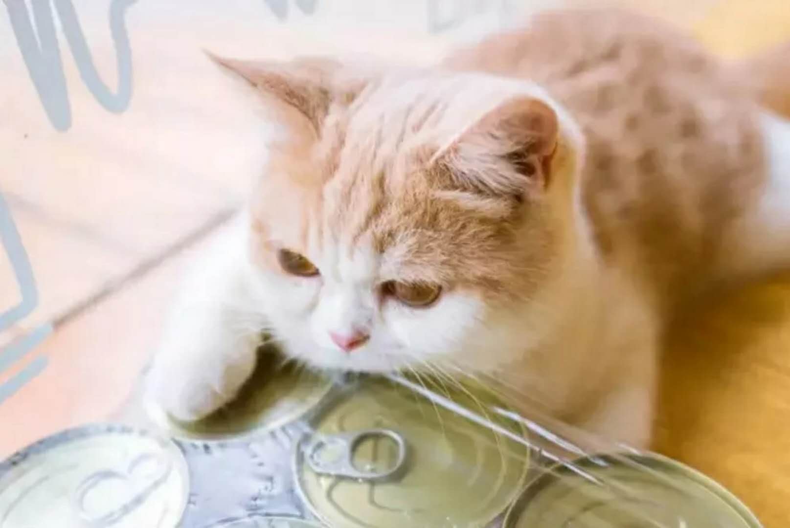 小世界猫主题西餐厅