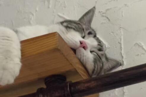 豆老板的猫咖啡